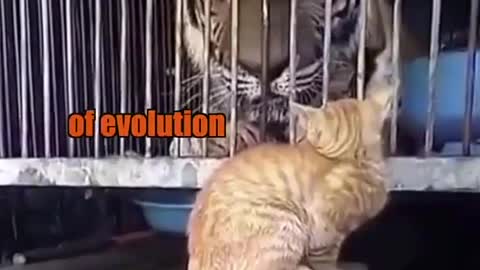 Cats