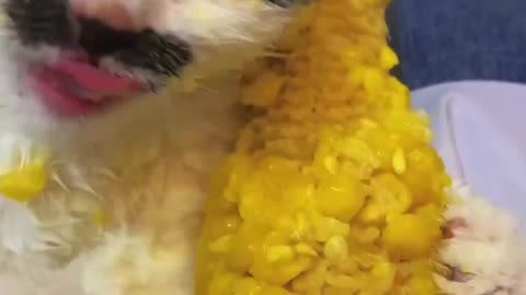 #cat #funny