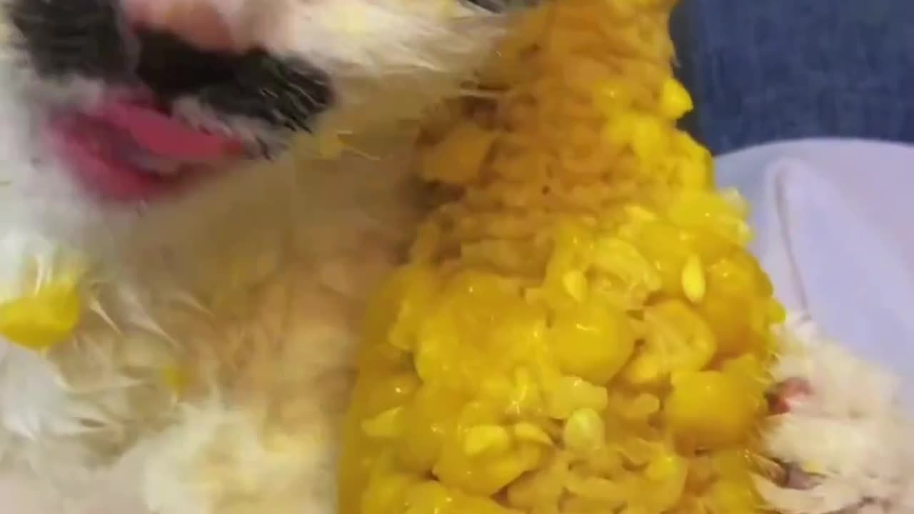 #cat #funny