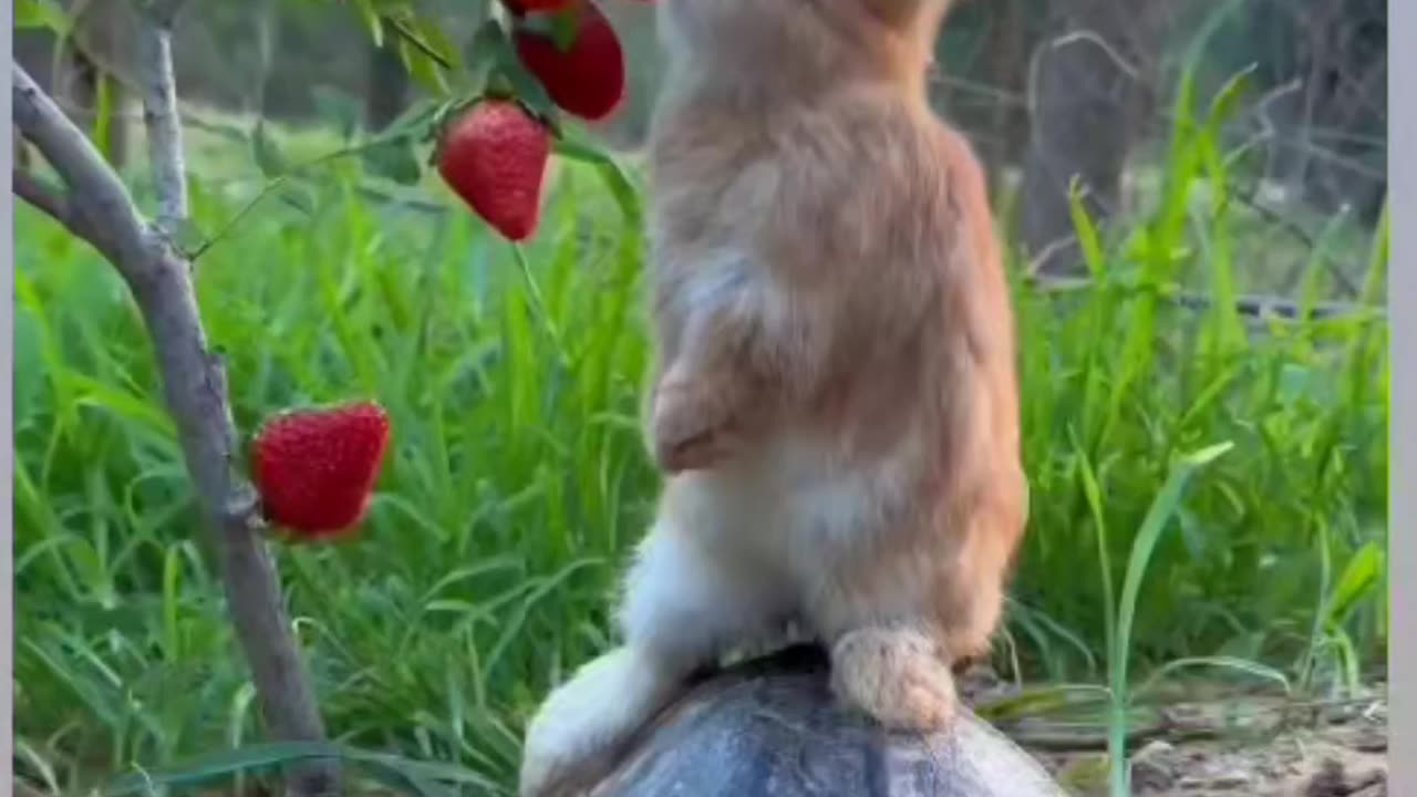Video beautiful