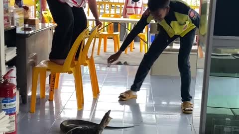 Monitor Lizard Traps Woman on Chairs