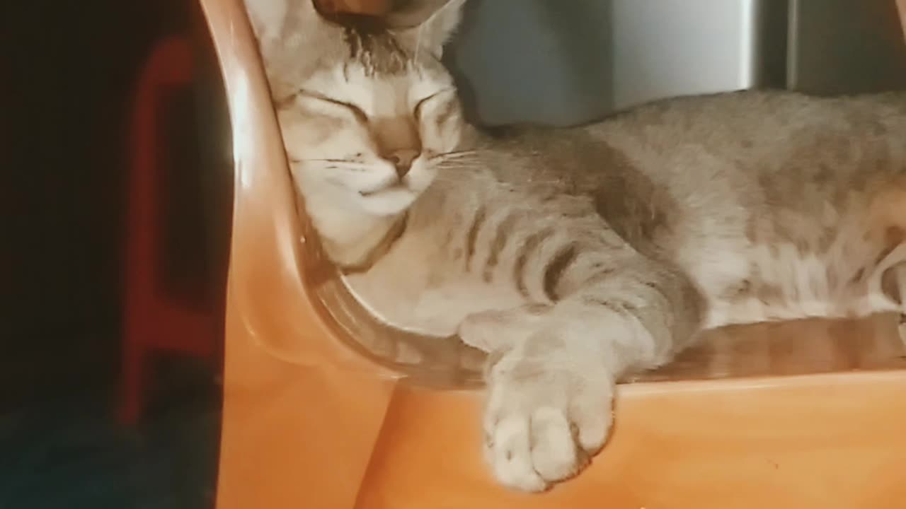 cute kitty sleeping 🥱🥱🥱🥱