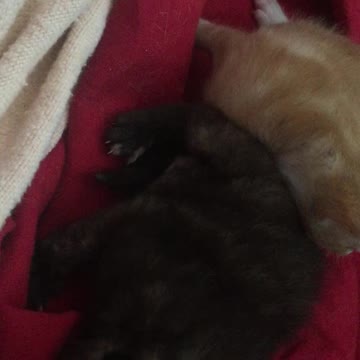 My Cute Kitten Gingernuts ,2 1/2 Weeks Old Now Eyes Open