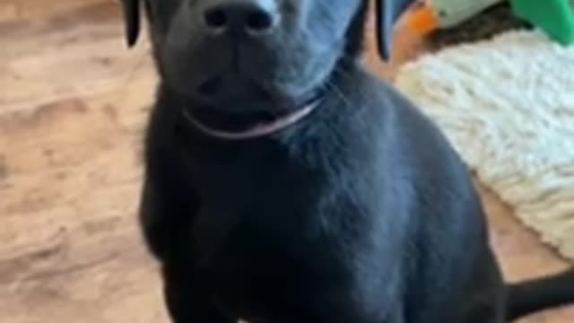 Dogs doing funny stuff compilation😂