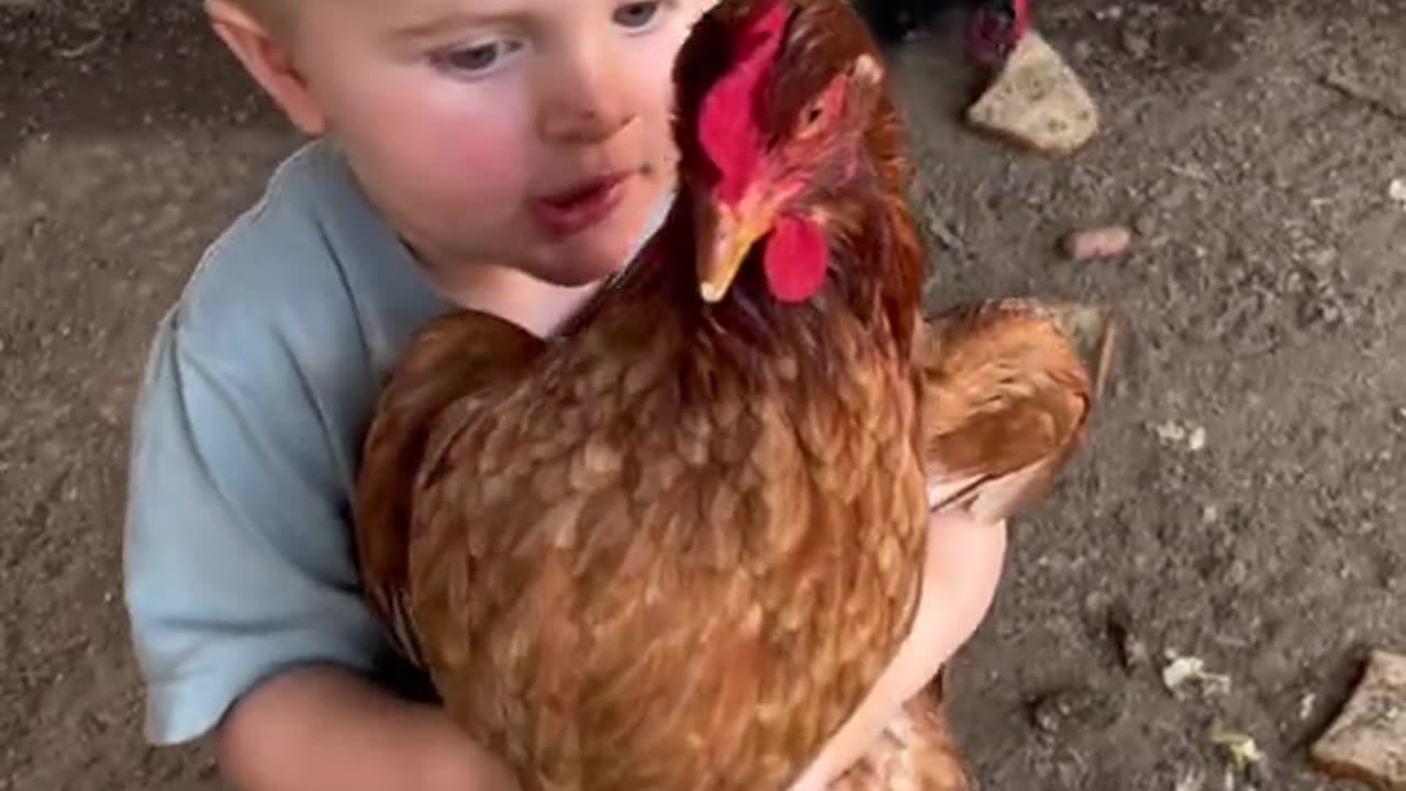 Why are chickens so funny?