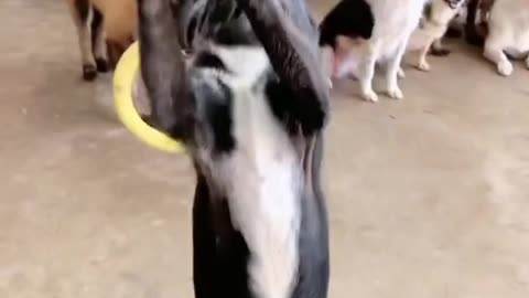 Amazing Dog Dance 😱😱😱