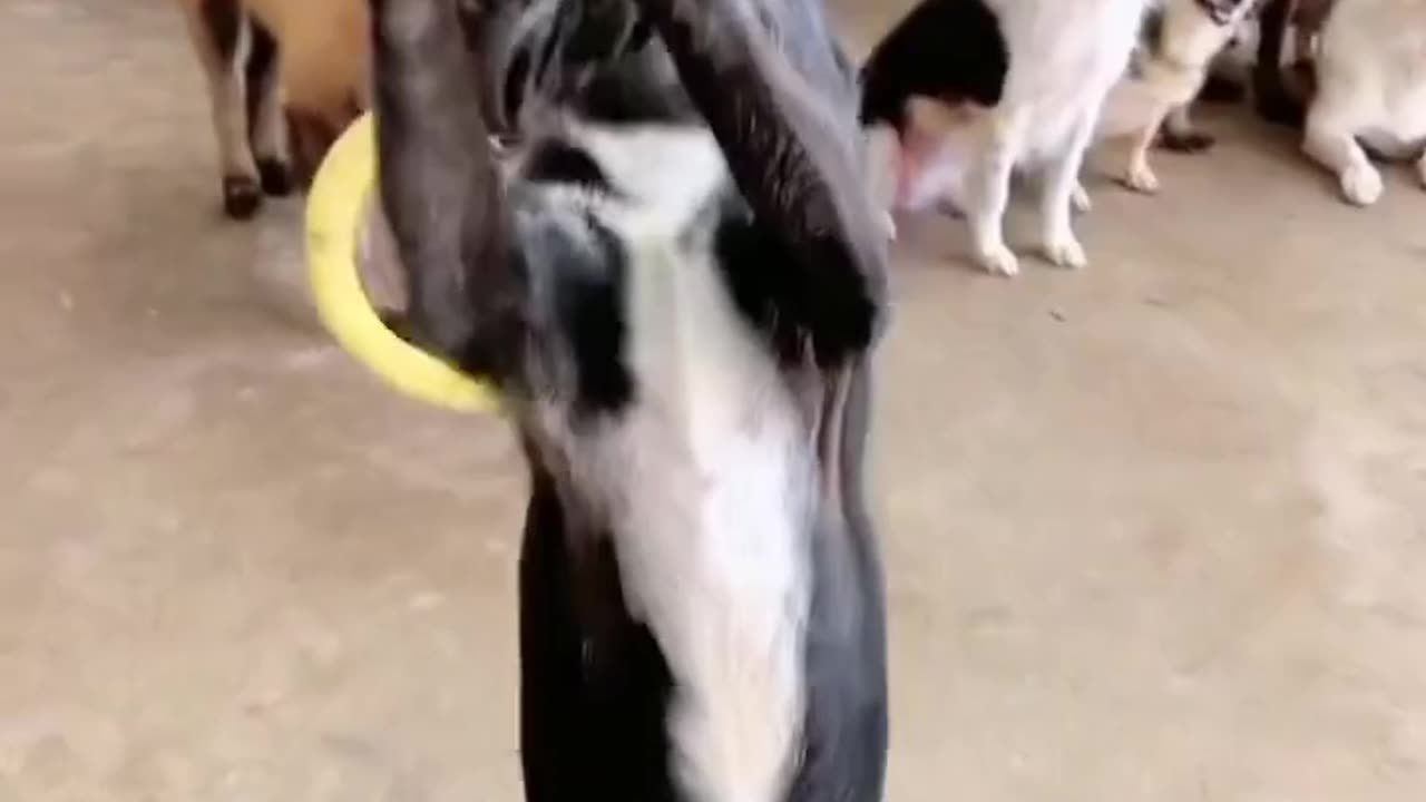 Amazing Dog Dance 😱😱😱