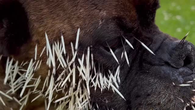 Poor Pooch Needs Porcupine Quills Removed