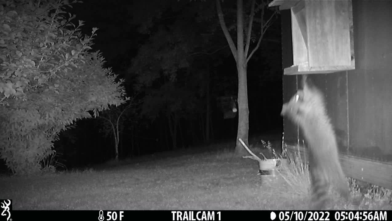 Racoon Jump