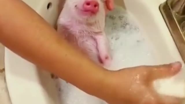 🐷A nice little pig in a bath