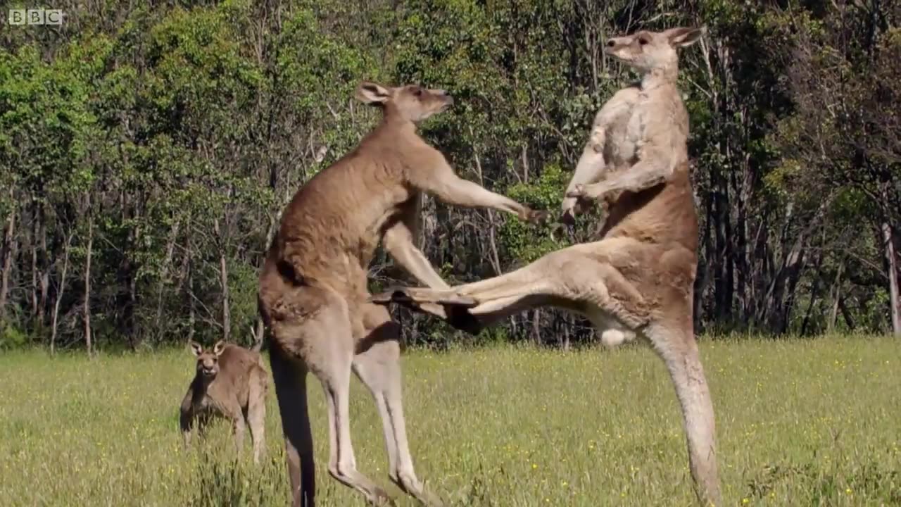 Kangaroo Boxing Fight - Life Story - BBC Earth