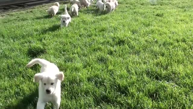 A Ton of Golden Retriever puppies