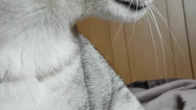Mummy having a conversation to Oscy the Egyptian Mau cat