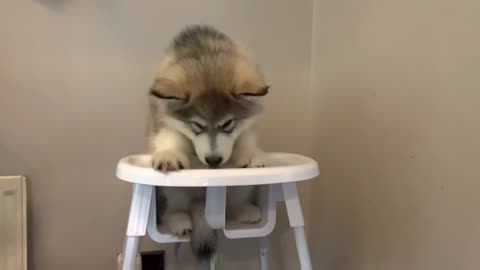 Charming Adventures of a Playful Baby Husky 🐾