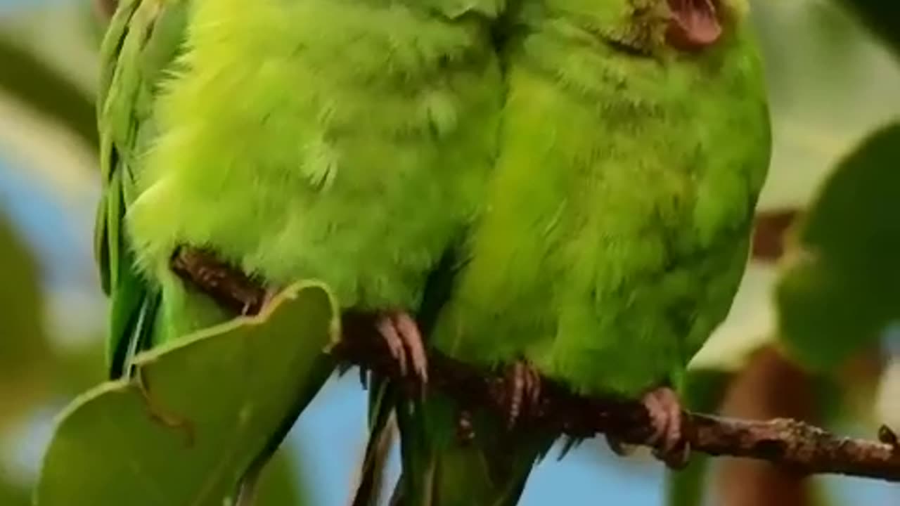 Pet Cats Beautiful Bird And Animal 4K HD Adorable Photography By Nature.