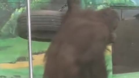 orangutans