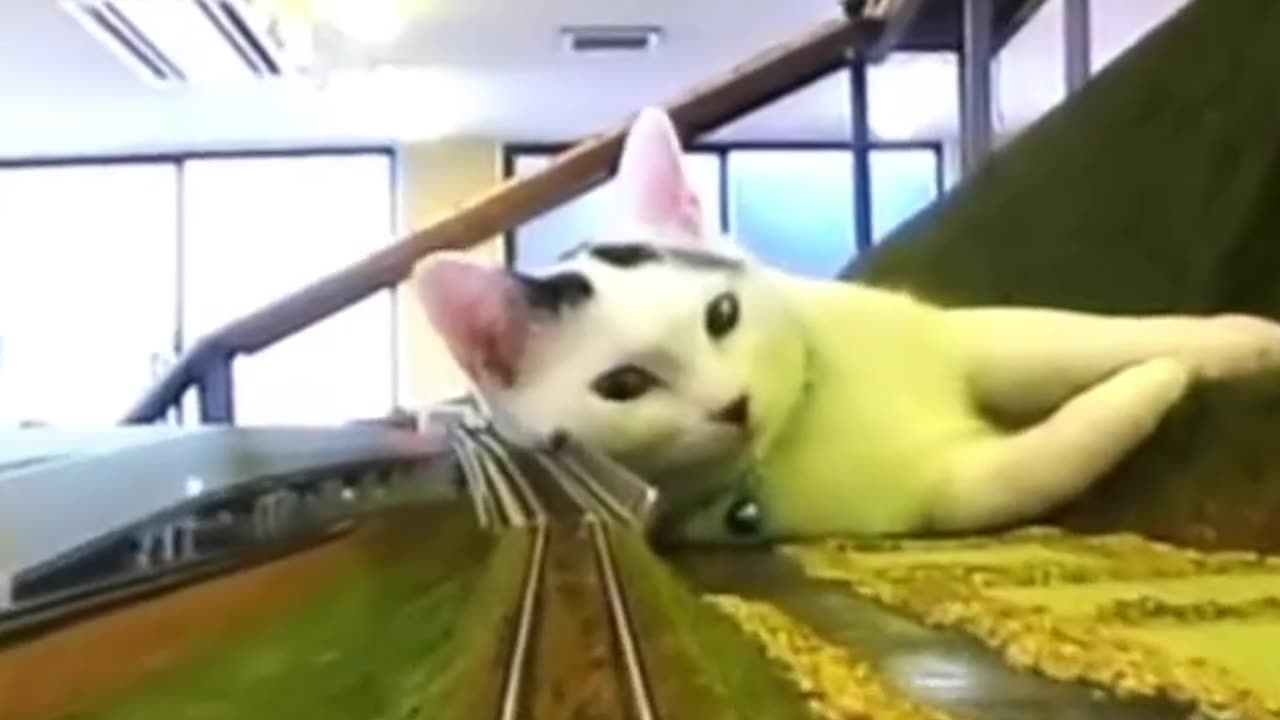 Funny Dogs and Cats Shorts-2