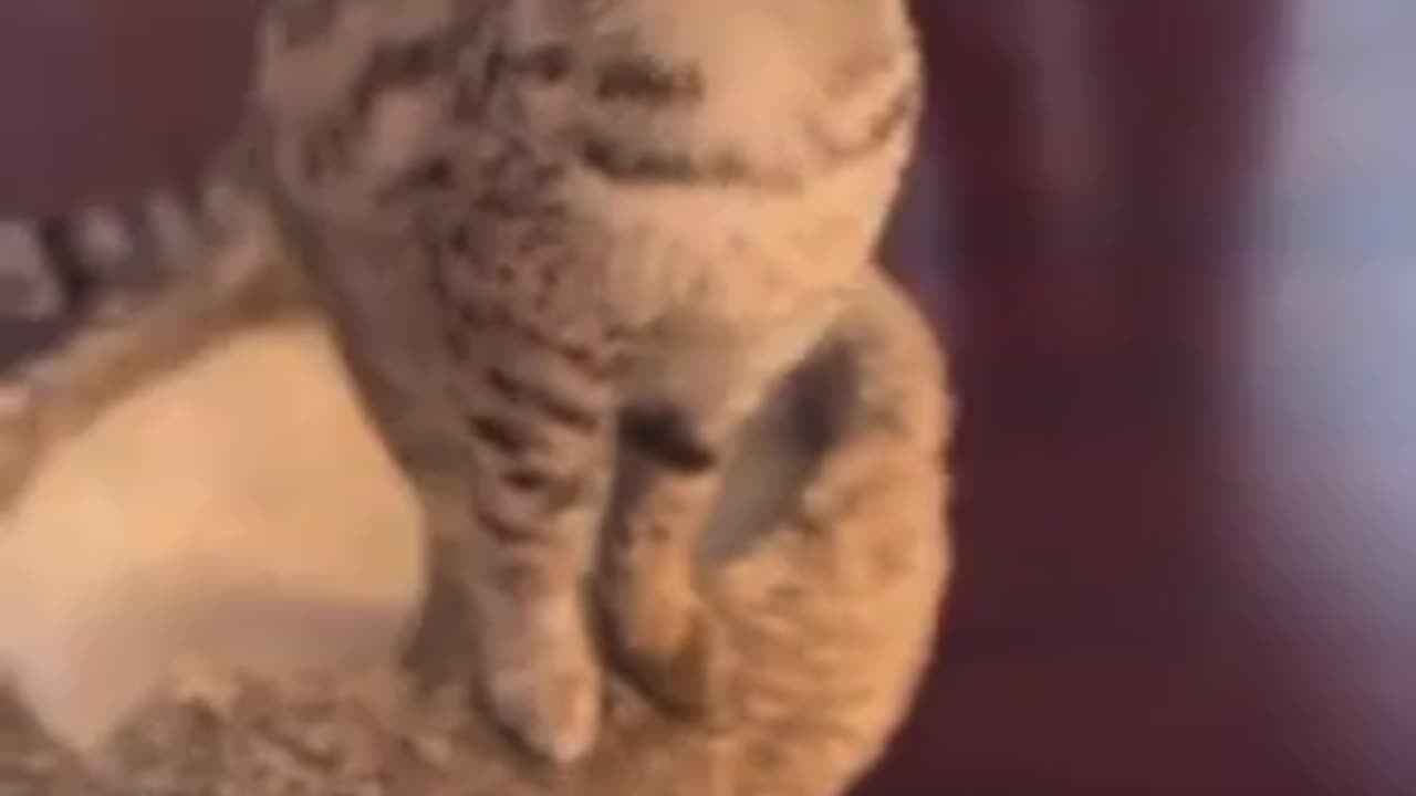 Amazing cat 🐈 trending video