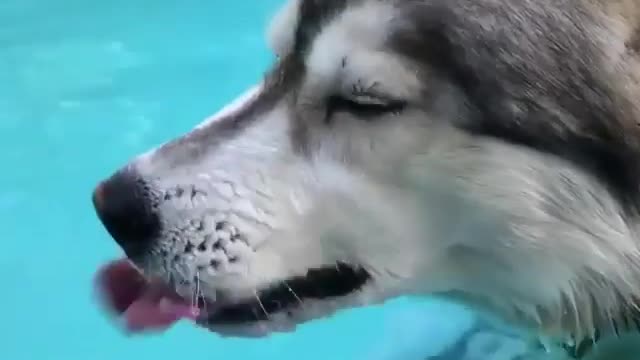 The husky drinks water