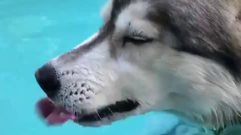 The husky drinks water