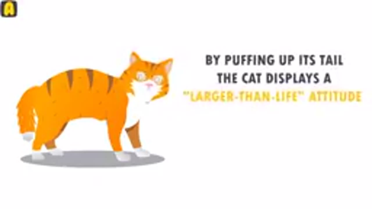 cat body language explained