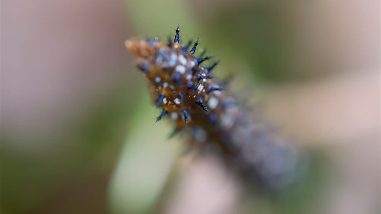 Blue Spiked Caterpillar Focus Pull