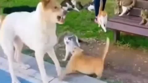 Dog vs Cat Gang