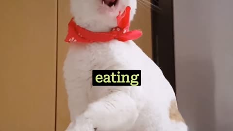 Funny cats