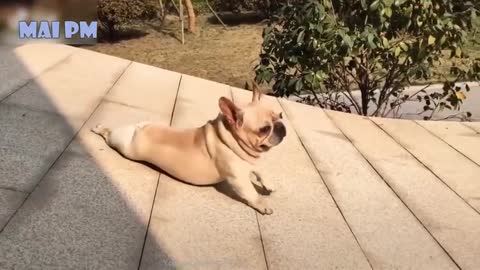 🤣Funny Dog Videos 2020🤣 🐶 It's time to LAUGH with Dog's life