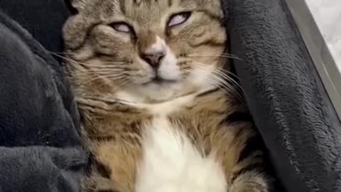 Funny & Cute Cats and Dogs 🥰🥰 #cats #dogs #reels #shorts #viral #pets #redfoxfolder
