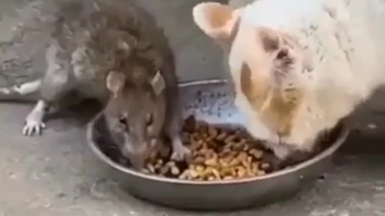 Funny cat