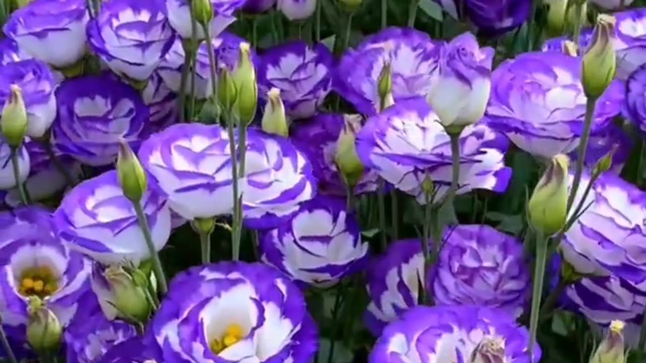 Eustoma Flower