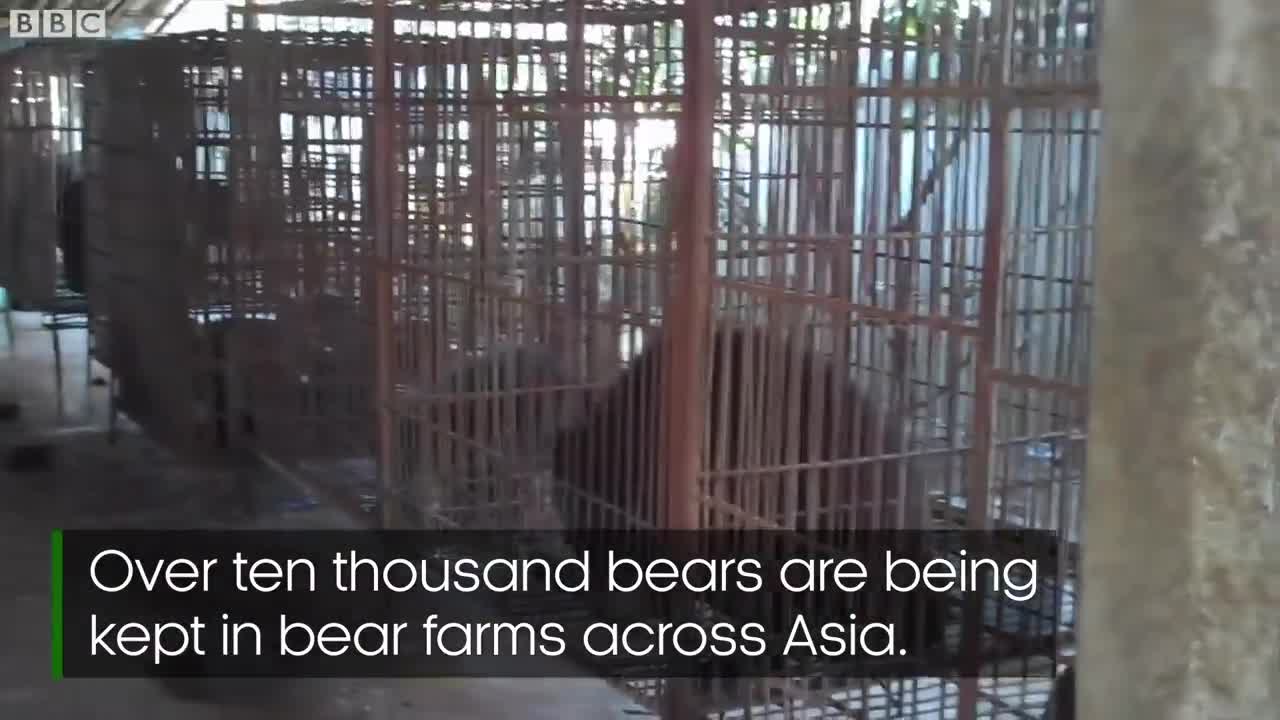 Saving Bears In The Wildlife Trade Across Asia | Bears About The House | BBC Earth