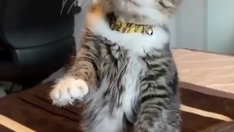 Dancing cat