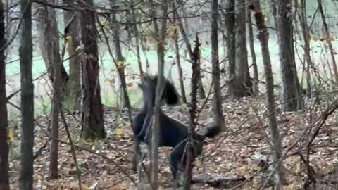 Squirrel taunting poodle