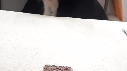 Funny dog eating time ☺️😉😉❤️