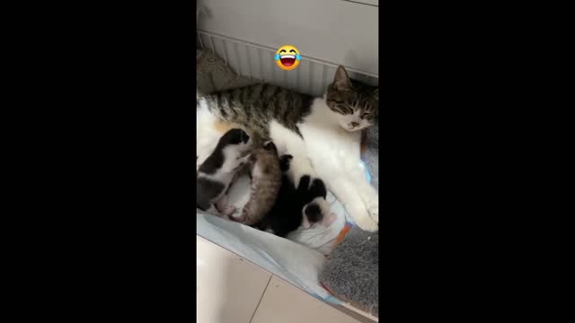 🔴 Funny Animal Videos 2022 😂 - Best Dogs And Cats Videos 😺😍 #2