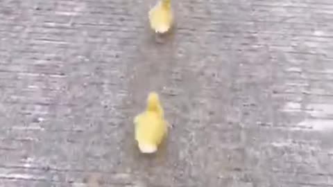 Cute Puppy And Ducklings Race #shorts #viral #shortsvideo #video