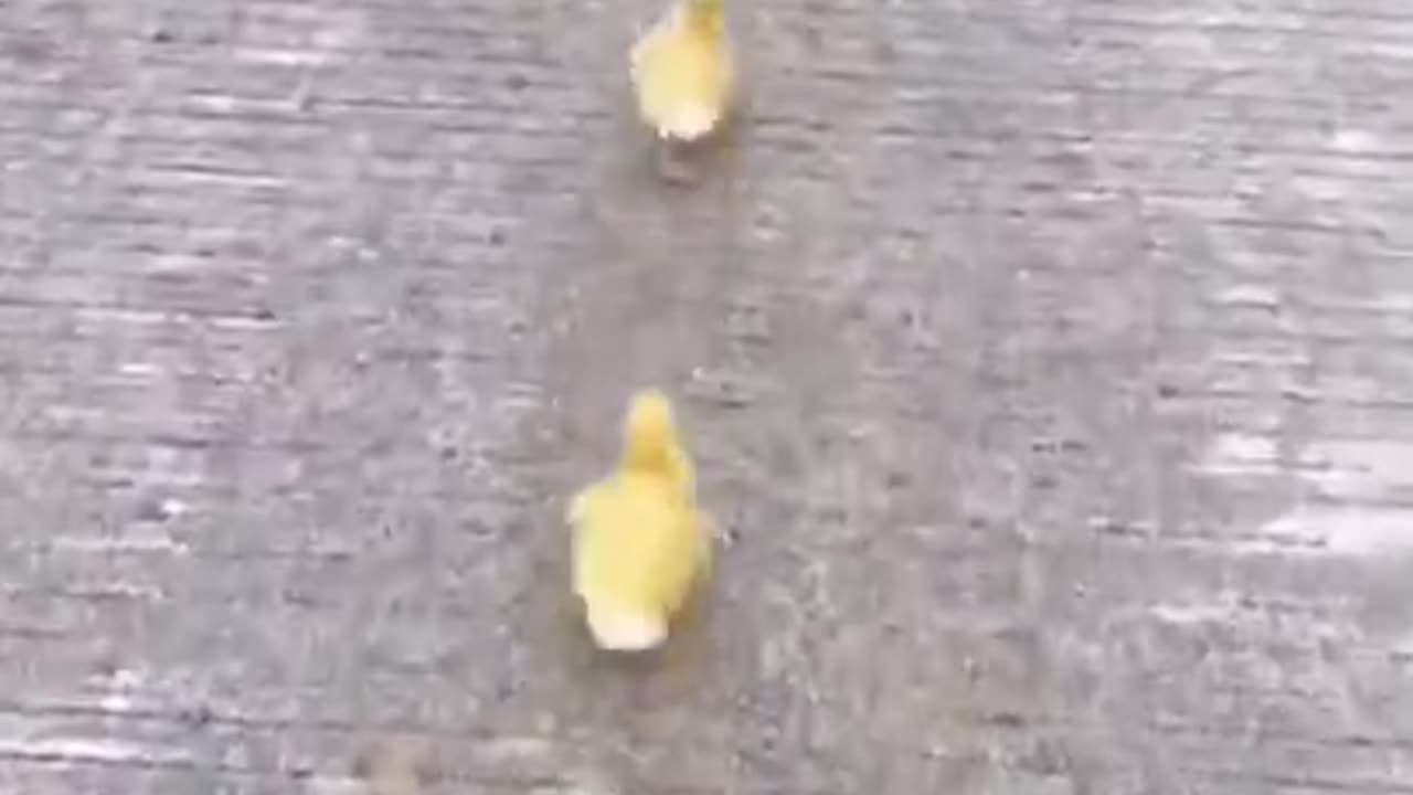 Cute Puppy And Ducklings Race #shorts #viral #shortsvideo #video