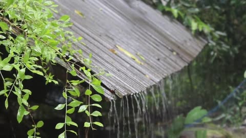 Rainfall scene for rest