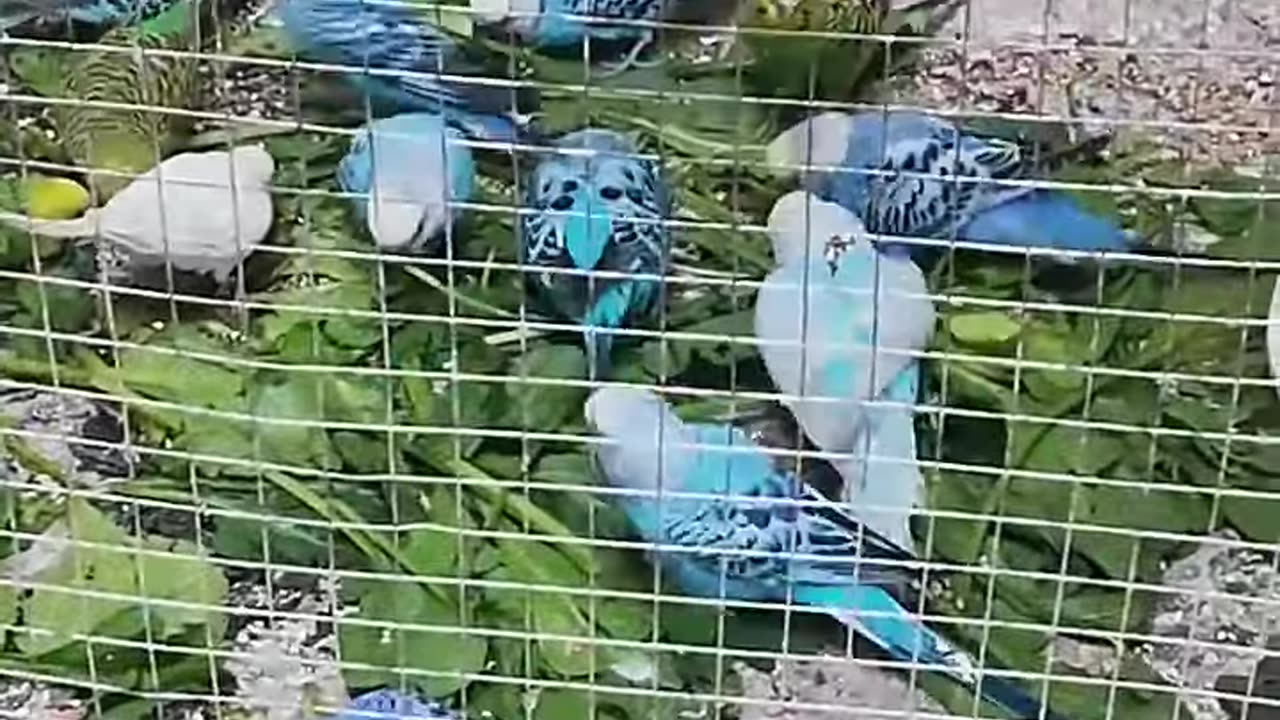 My budgies parrots eating green leaves