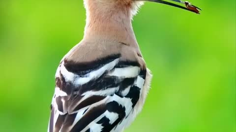 hoopoe