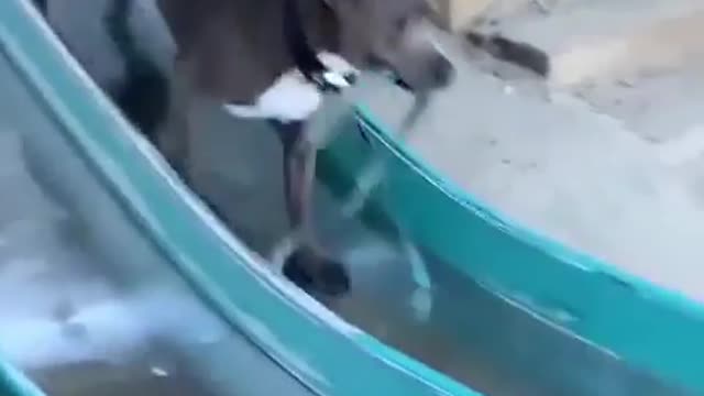 Just a dog having the best day of his life on a slide