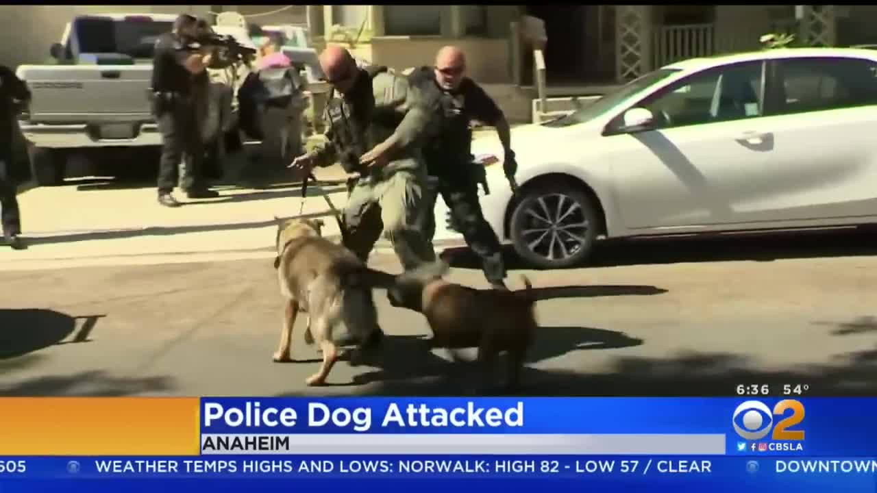 Caught On Video_ Police K-9 Attacked By Pit Bull In Anaheim