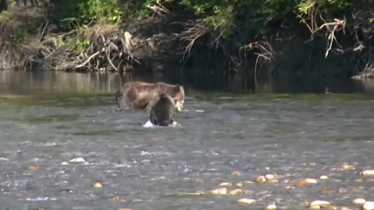 Mother bear shows cub how to hunt for salmon