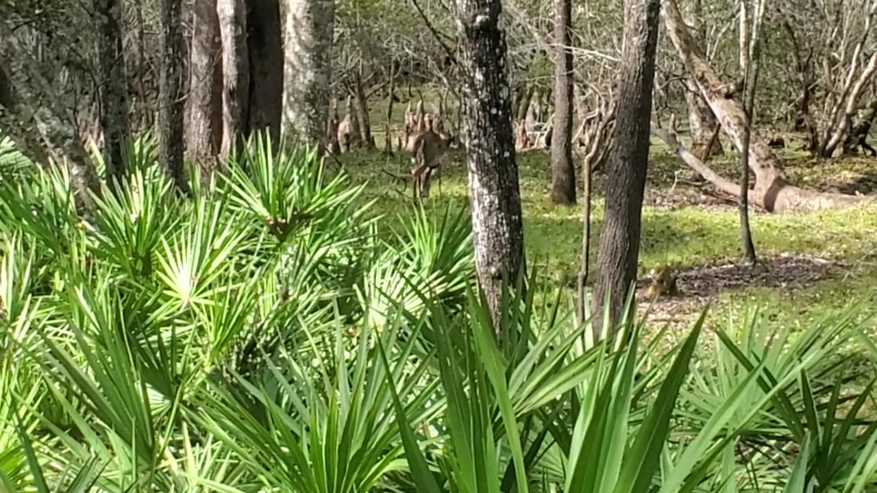 DEER on the Trail !