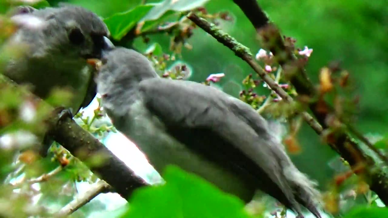 Tufted Titmouses