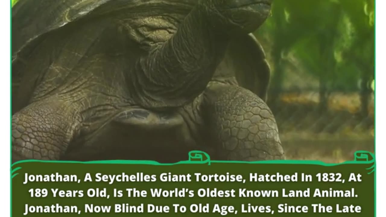 A Living Legend: Jonathan, The Timeless Giant Tortoise