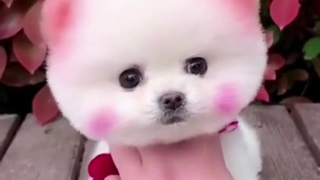 Dog funny videos🤣😂 __ cute dog __ Dog recation __ #shorts #funnydog #funnyanimals #cutepuppy