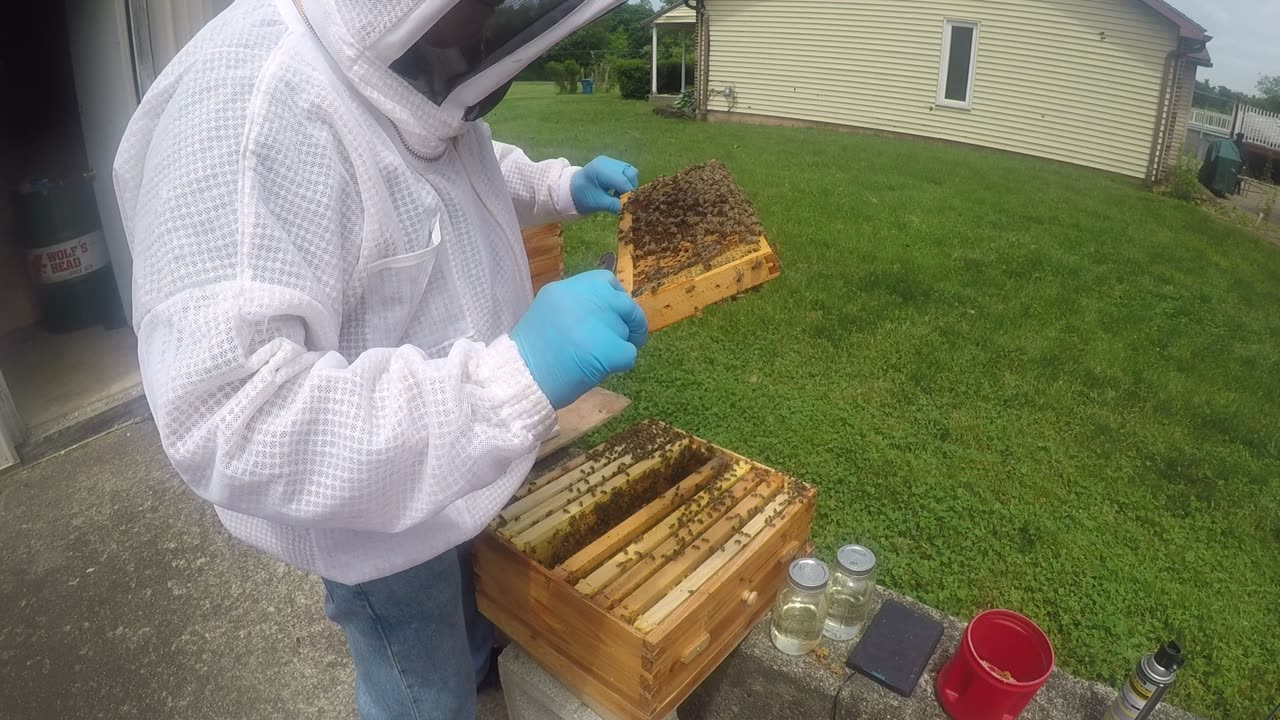 May 23, 2024 Hive Inspection Part II